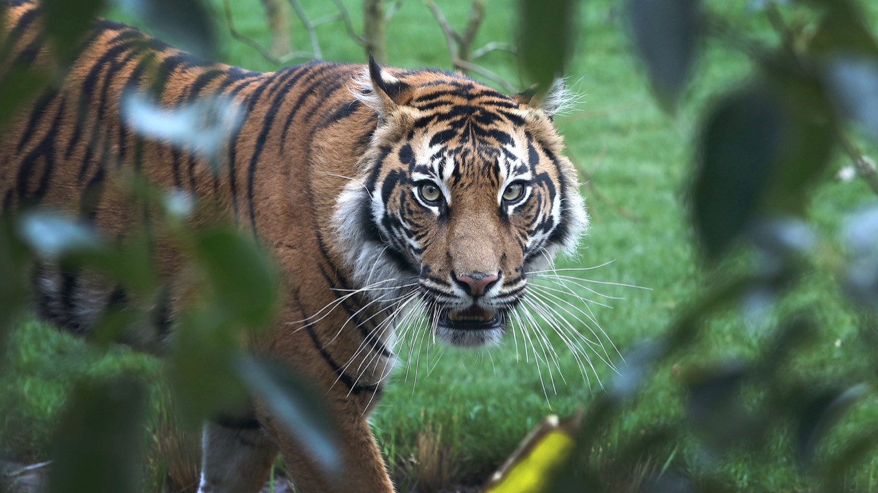 Животные лондонского зоопарка тигры