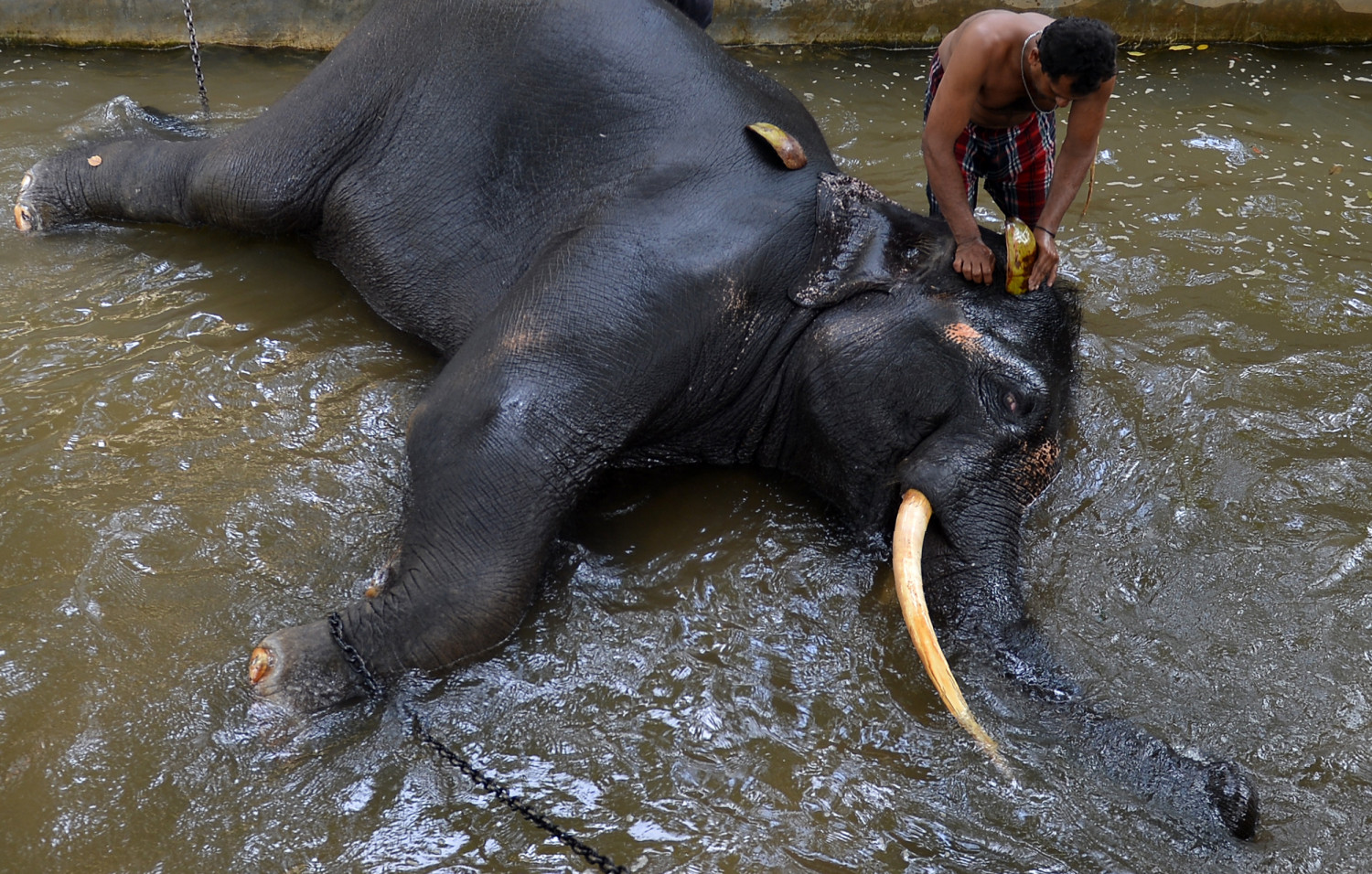 Elephant Sits on Handler, Crushing Him to Death