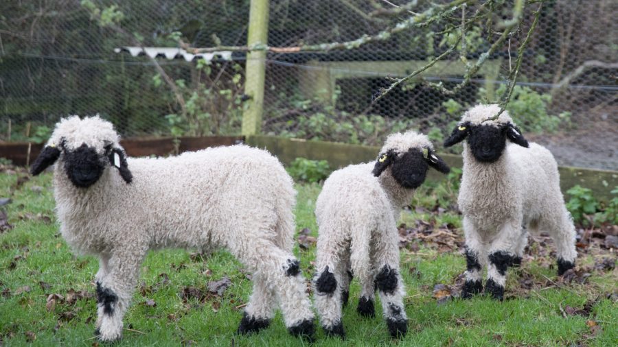 Funny Black Nosed Sheep In The Mountains Of Zermatt,, 60% OFF