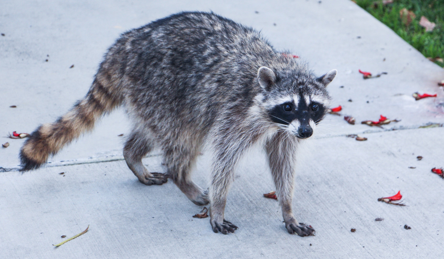 Police Warn Pet Owners About ‘Zombie Raccoons’ With Distemper Disease