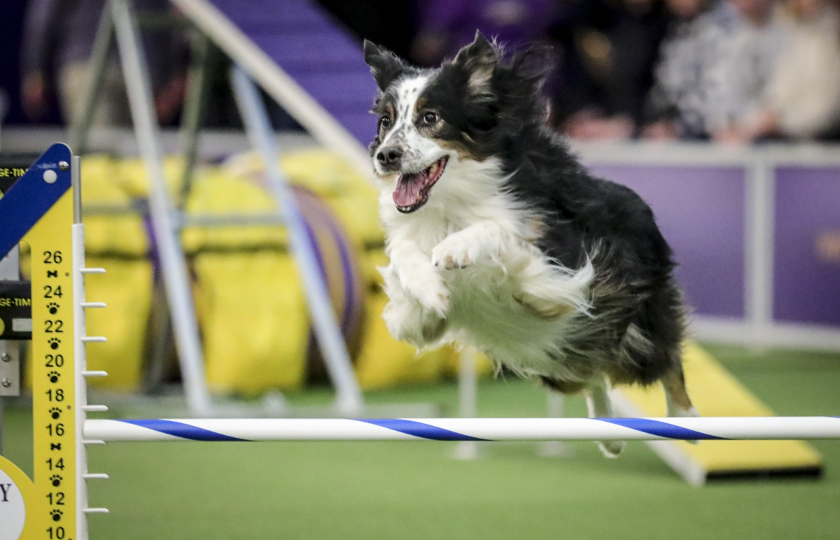 In the Pink Border Collie Wins Westminster Agility Contest