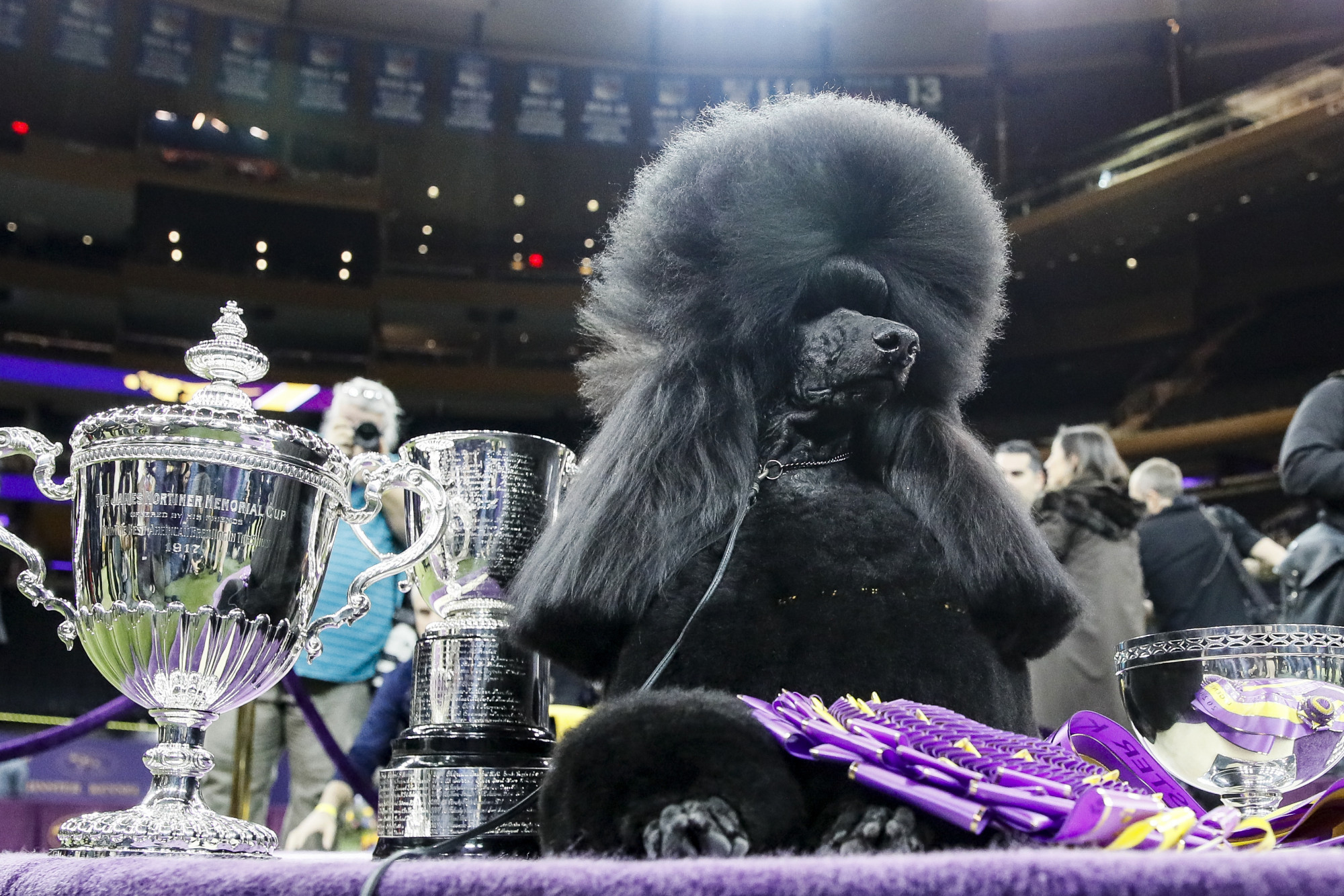 Poodle Perfection Siba Wins Best in Show at Westminster